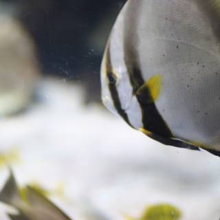 Up Close with an Angelfish