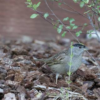 Serene Sparrow in Spring