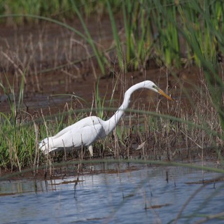 Great Egret Hunting in Shallow Wetland Waters