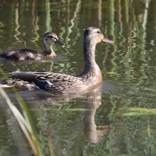 Female Mallard and Duckling Swimming in Wetland Reflections