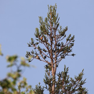 Red Crossbills Perched on Conifer Treetop at Dusk