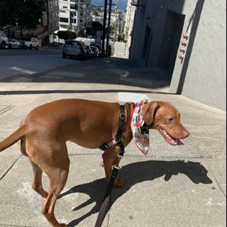 Stylish Canine on the Sidewalk