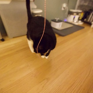 Black and White Cat Playing with String Toy