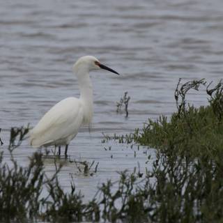 Elegant Presence by the Water's Edge