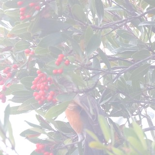 Brown Honeyeater Feeding Among Red Berries