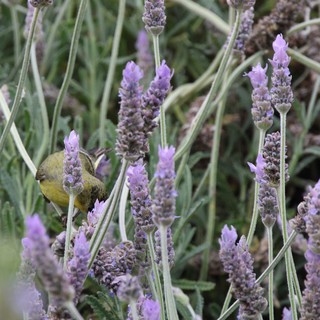 Yellow Bird Foraging Among Purple Lavender Flowers