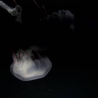 Glowing Jellyfish: Marvel of the Deep