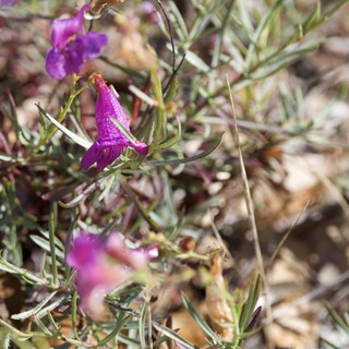 Vibrant Purple Wildflowers Blooming on Mount Diablo