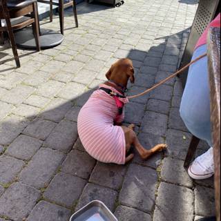The Fashionable Canine