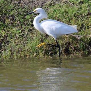 Snowy Egret Foraging Along Muddy Riverbank