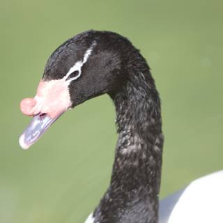 Black and White Swan with Pink Nose