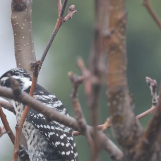 Downy Woodpecker Perched Among Winter Branches