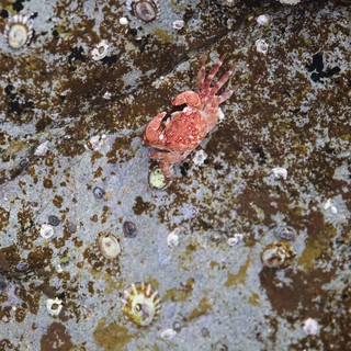 Crimson Crab Navigates Barnacle-Studded Tidal Rock