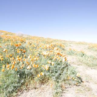 Orange Blooms in the Open Field