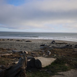 Elephant Seals Resting at Drakes Beach at Dusk