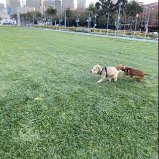 Canine Playtime in the Park