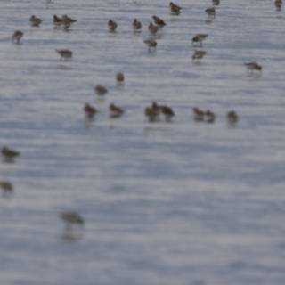 Dance of the Shorebirds