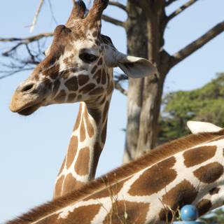 A Serene Day with Giraffes at SF Zoo