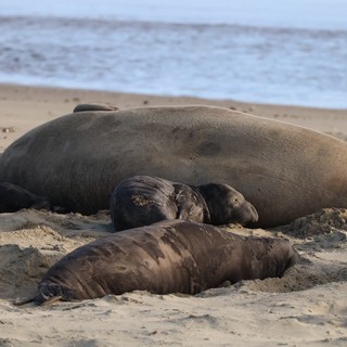 Elephant Seal Family Resting on Drakes Beach