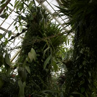 Bountiful Greenery in the Heart of the Golden Gate Park Conservatory