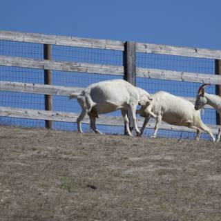 Pastoral Playfulness