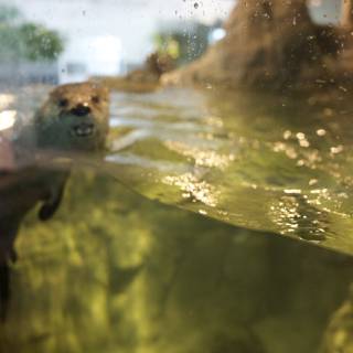 Aquatic Charisma: The Sea Otter at San Francisco Zoo