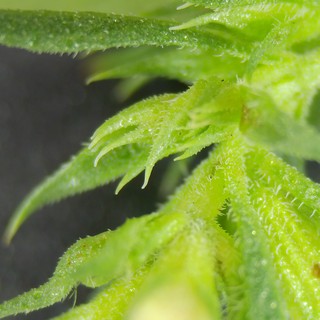 Extreme Macro: Cannabis Plant Trichomes and New Growth