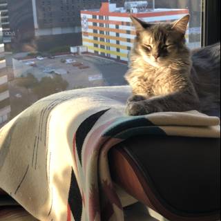 Cozy Feline by the Window