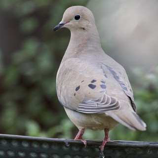 Mourning Dove Portrait on Bird Feeder Perch