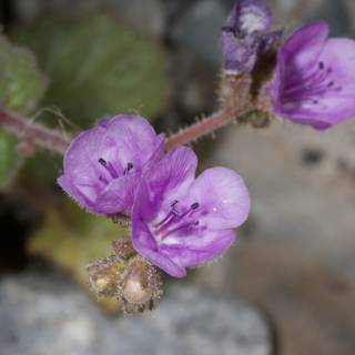 Petite Purple Geranium on a Rock