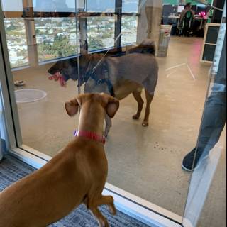 Curious Canine at Glass Door