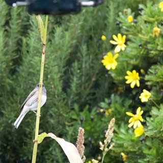 Small Bird Perched on Reed During Gentle Rain