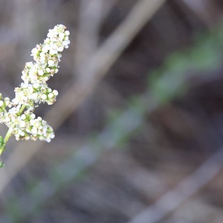 Delicate White Wildflowers Blooming on Mt. Diablo