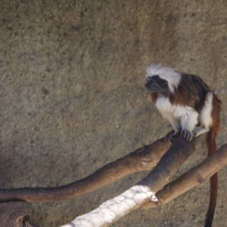 Primate Perch
