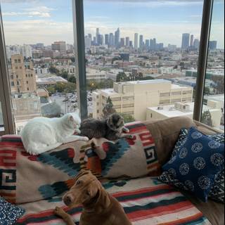 Furry Friends with a City View