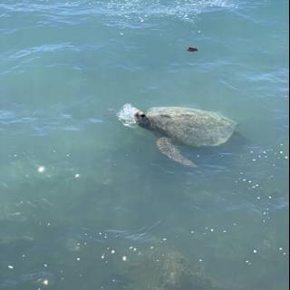 Majestic Sea Turtle at Waikiki Beach