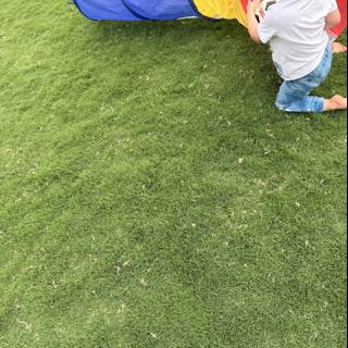 Playful Moments in the Sun