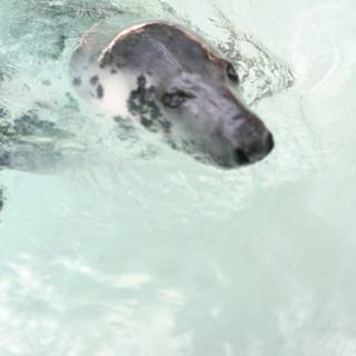 Playful Seal in the Water