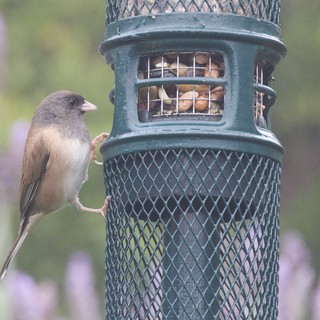 Dark-Eyed Junco Feeding at Garden Bird Feeder