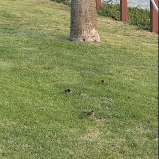 Peaceful Afternoon in Oxnard
