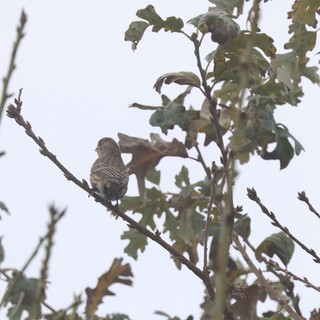 Small Sparrow Perched on Oak Branch in Overcast Weather
