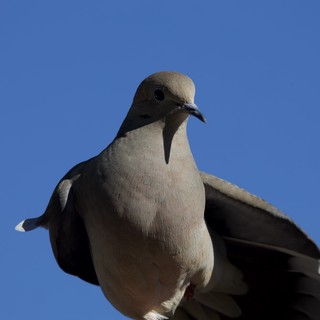 White-winged Dove Portrait Against Clear Blue Sky