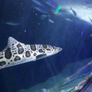 Majestic Leapord Shark of Aquarium Bay