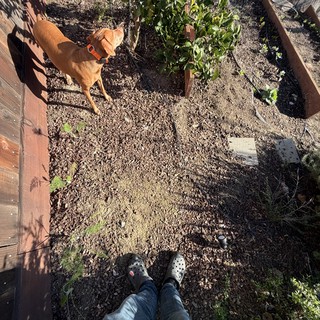 Garden Companion: Dog Surveying Backyard Vegetable Plot