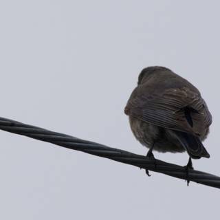 Perched in Profile