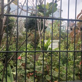 Serene View of Garden behind a Fence
