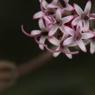 Pink Geranium Bloom