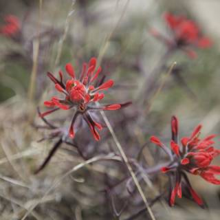 Majestic Red Geranium
