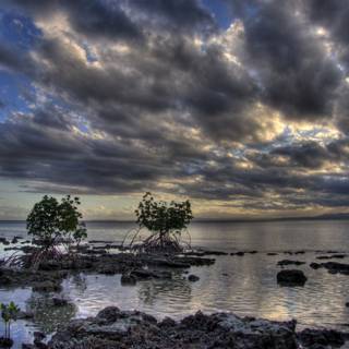 Stormy Skies over Mangroves