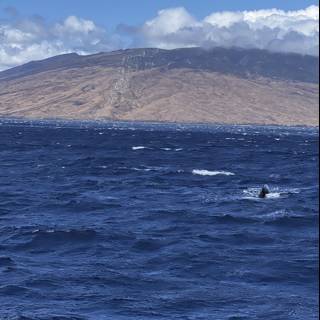 Whale Watching in the Breathtaking Hawaiian Coastline